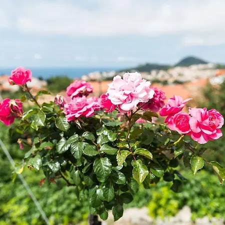 House - Private House With Seaview Apartment Dubrovnik